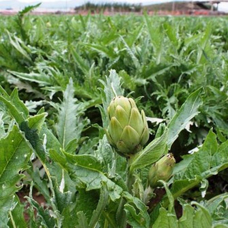Plantel Alcachofas del Prat Caja 4 uds.