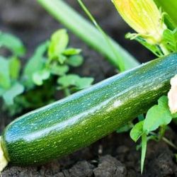 Plantel Calabacín Negro belleza