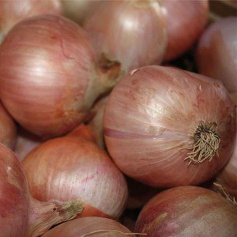 Plantel Cebolla Figueras