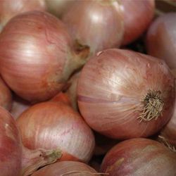 Plantel Cebolla Figueras