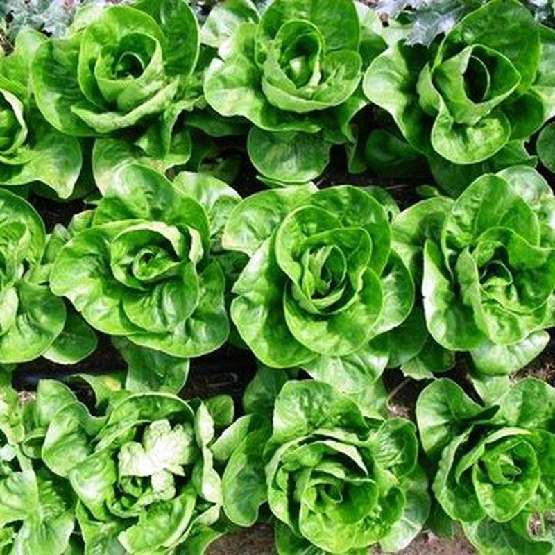 Plantel Cogollos de Tudela