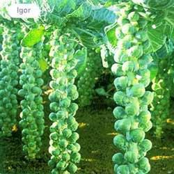 Plantel Col de Bruselas MPS Pack 6 uds.