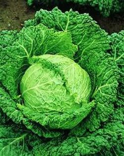 Plantel Col de Milán