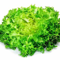 Plantel Escarola Cabello de Ángel