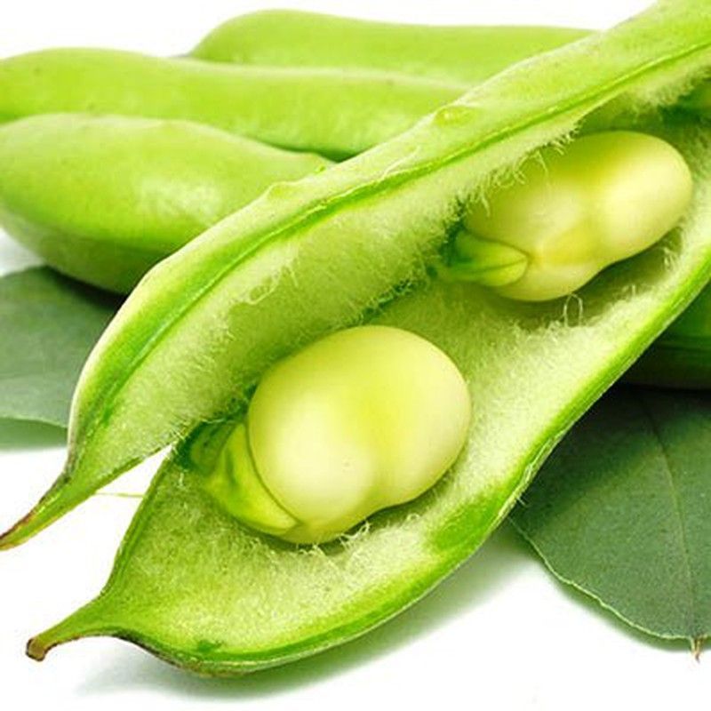 Plantel Habas Muchamiel