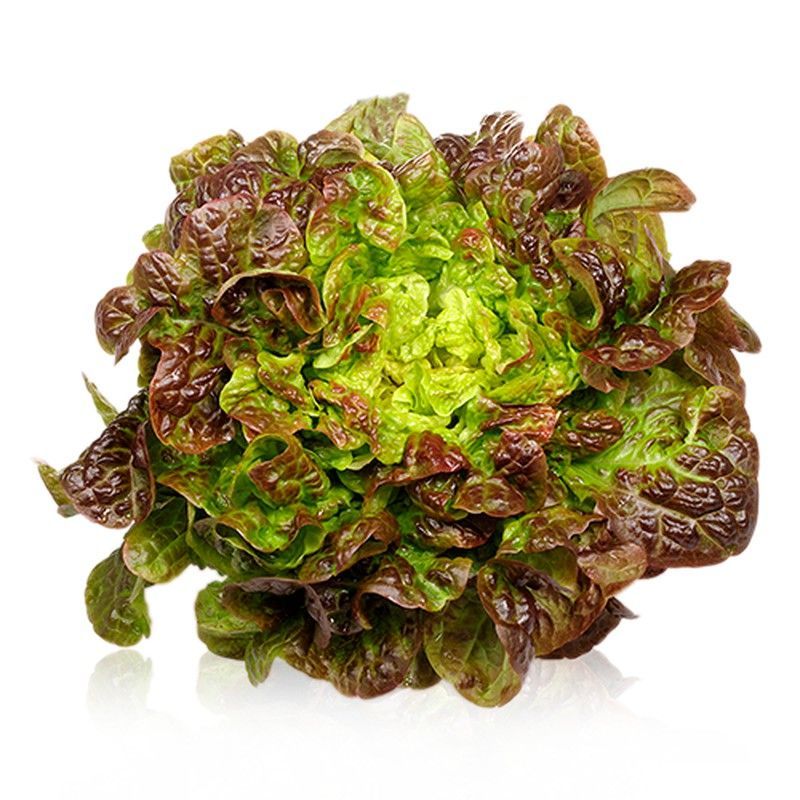 Plantel Lechuga Hoja de Roble