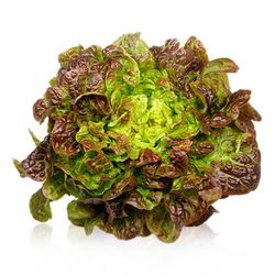 Plantel Lechuga Hoja de Roble