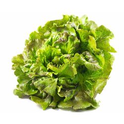 Plantel Lechuga Maravilla