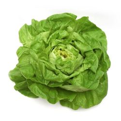 Plantel Lechuga Trocadero