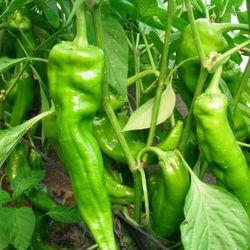 Plantel Pimiento Dulce Italiano