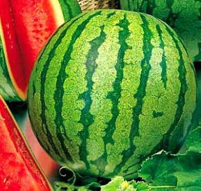 Plantel Sandía Crimson Sweet