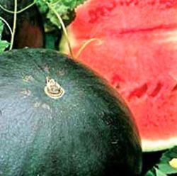 Plantel Sandía Sugar Baby