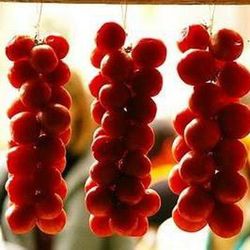 Plantel Tomate de Colgar