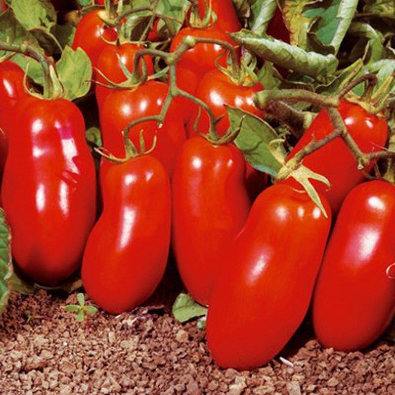 Plantel Tomate San Marzano
