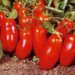 Plantel Tomate San Marzano