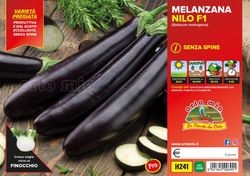Plantio Berenjena Larga Negra Nilo 6 Plantas en Pack
