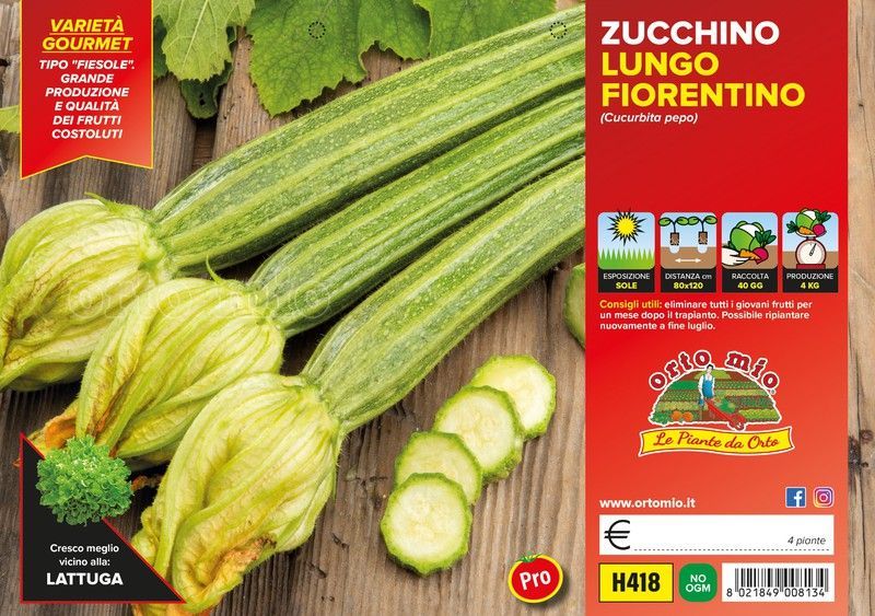 Plantio Calabacin Largo Fiorentino Tirreno 4 Plantas en Pack