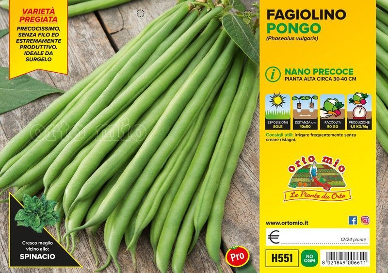 Plantio Judia Enana Pongo 12 Plantas En Pack