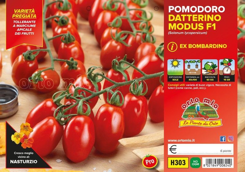 Plantio Tomate Cherry Adatilado Bombardino