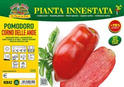Plantio Tomate Cuerno De Los Andes 1 Planta en M-14 Injertada