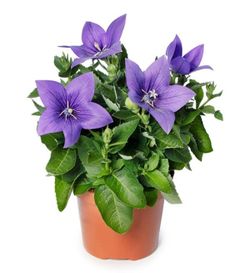 Platycodon Grandiflorus Caja 10 uds.