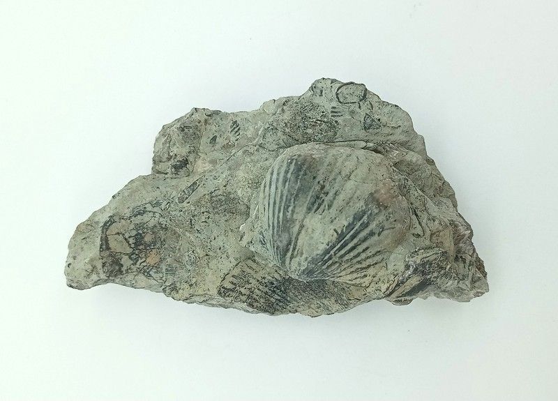 Platystrophia ponderosa