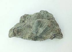 Platystrophia ponderosa