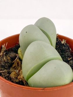 Pleiospilos Nelii Verde