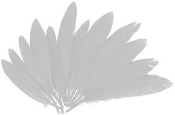 Plumas indio 25 mm x 140 mm aprox. blanco