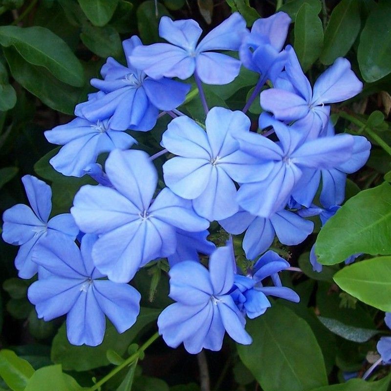 Plumbago Auriculata