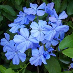 Plumbago Auriculata