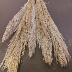 Plumero Silvestre Seca 6 UDS.