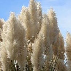 Plumeros de Cortaderia Selloana (Pampas) Pack 5 uds.