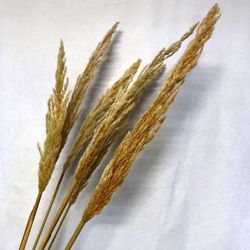 Plumeros Pack 6 uds.