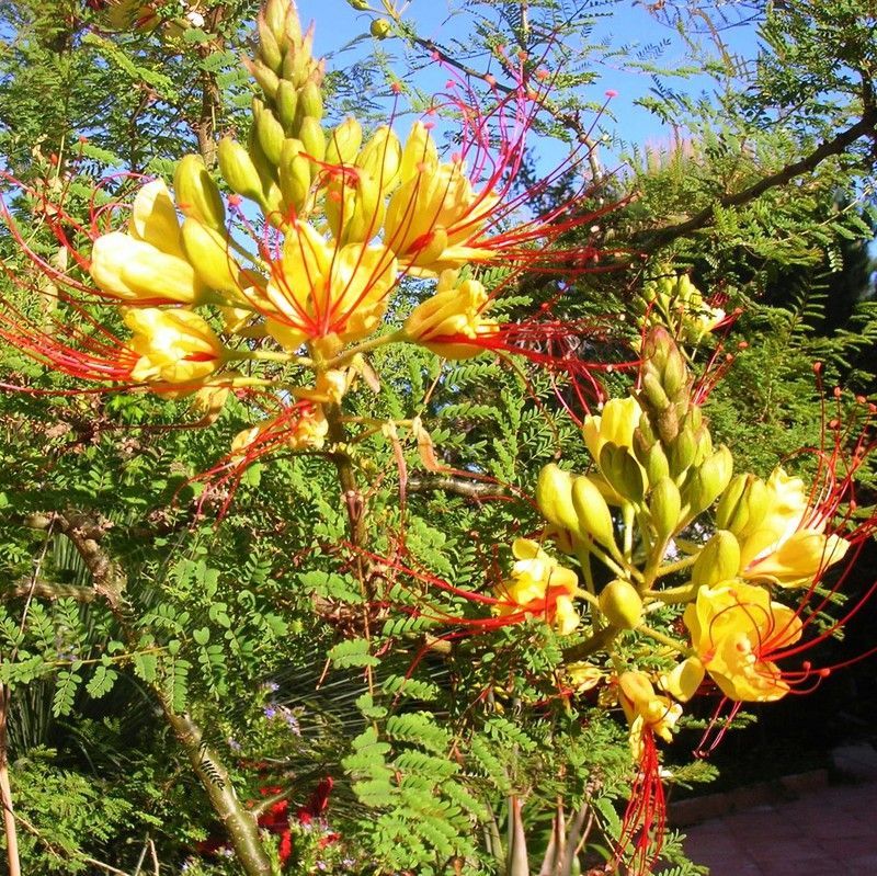 Poinciana Caesalpinia gilliesii
