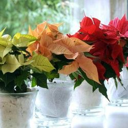 Poinsettia Flor de Pascua Caja 10 unidades