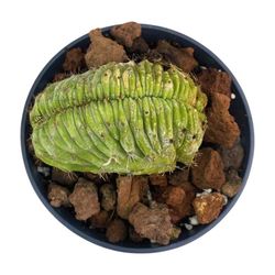 Polaskia Chichipe Cristata