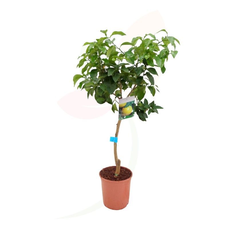 Pomelo - Citrus paradisi copa