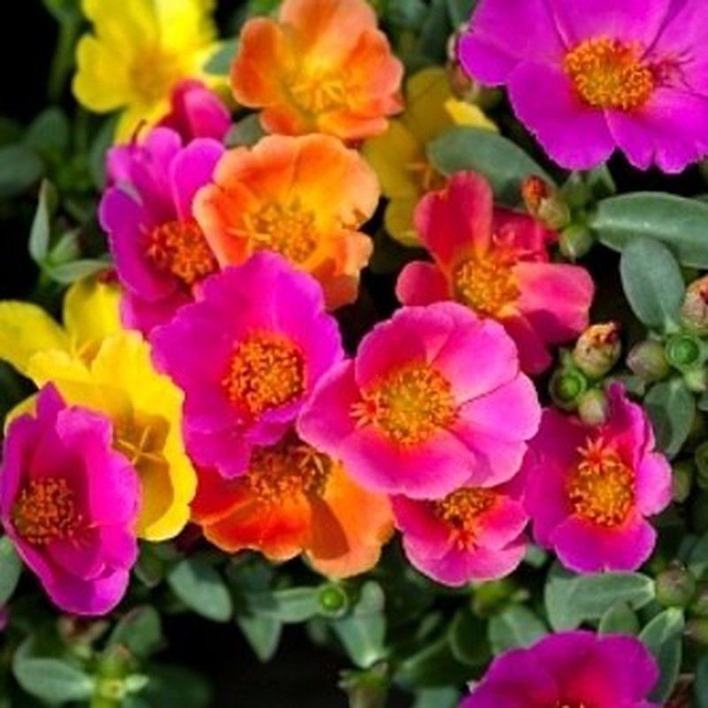 Portulaca Umbraticula Caja de 15 uds.