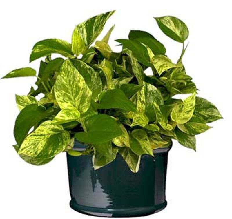 Pothos