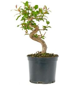 Prebonsái 9 años Punica granatum  nejikan