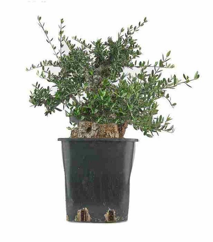 Prebonsái Olea europaea. Olivo