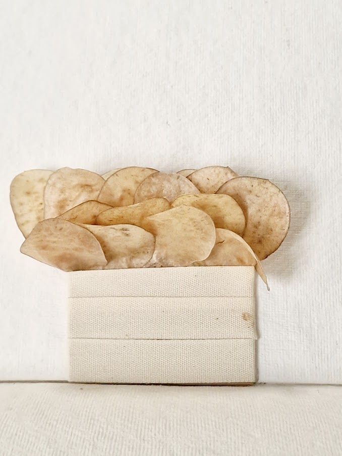 Prendido Novio de Lunaria