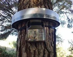 Procesan Trampa Para Orugas De La Procesionaria Del Pino 130cm Perimetro