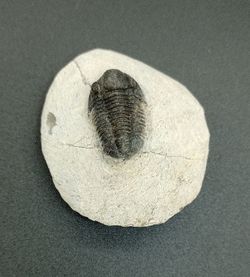 Proetus granulosus (Individuo en matriz)