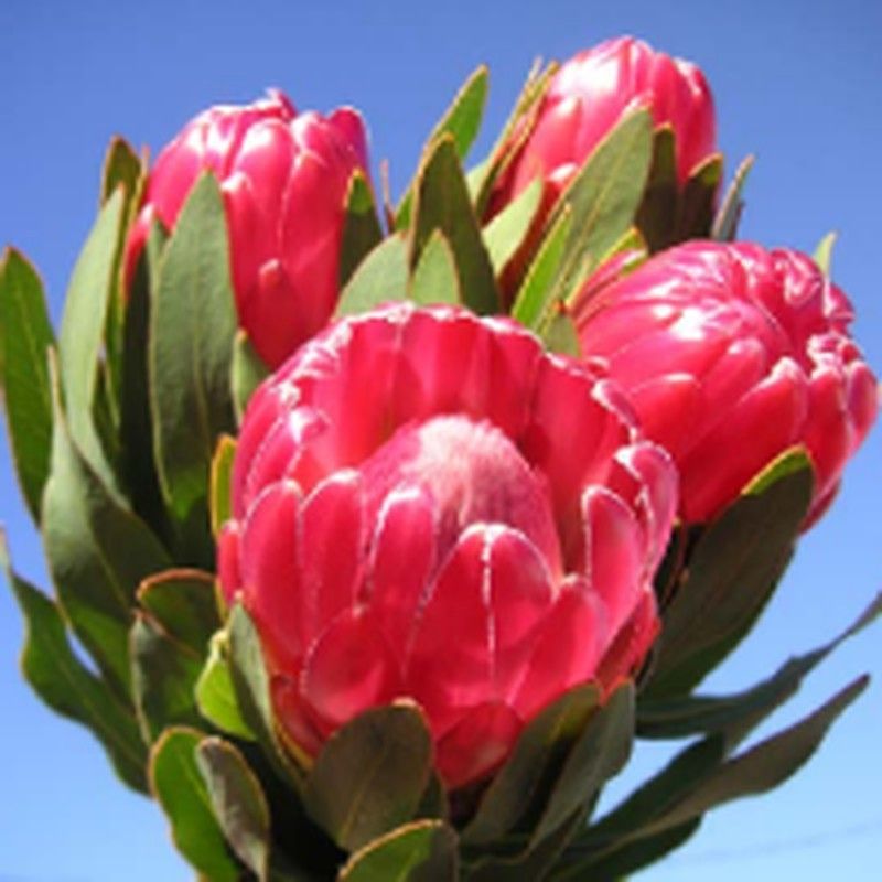 Protea Brenda 5 tallos