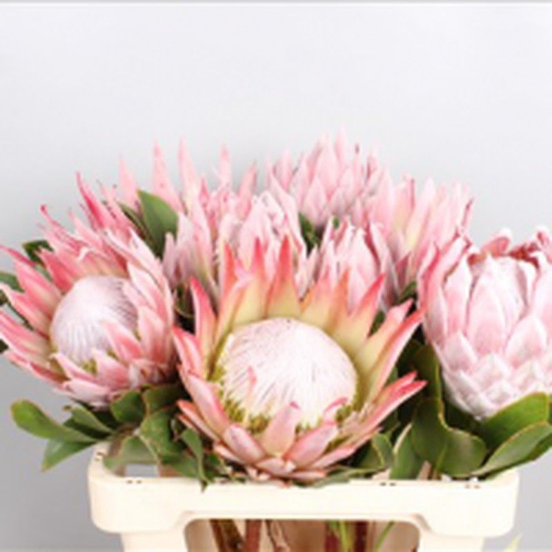 Protea Cynaroides 5 tallos