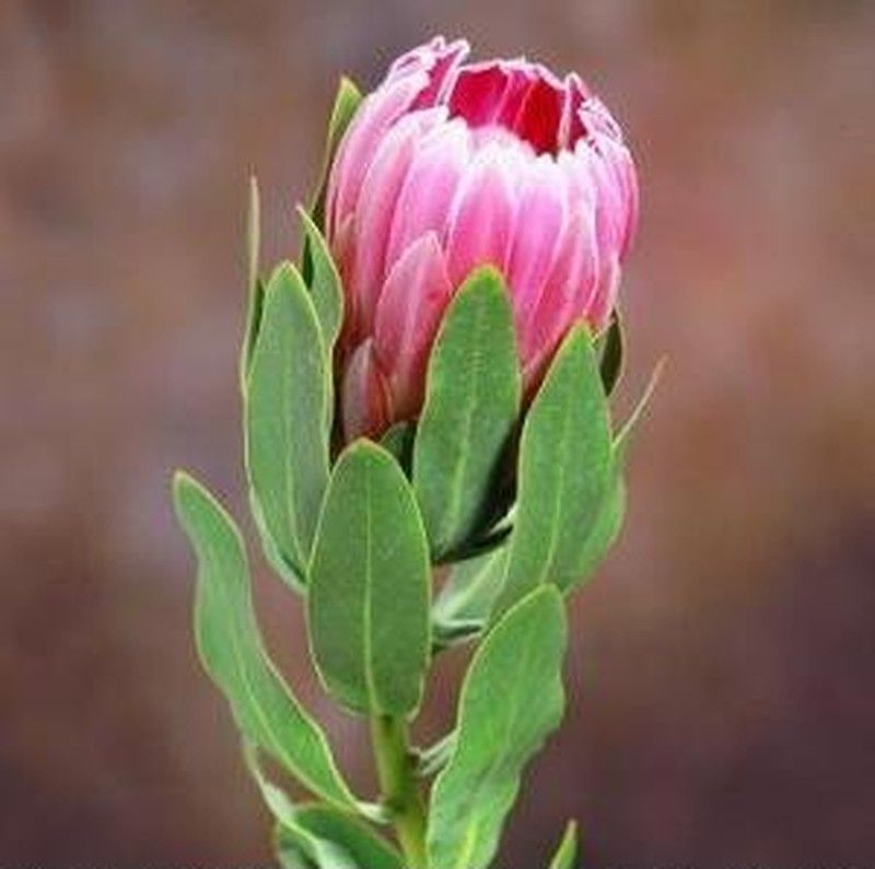 Protea Karnival 5 tallos