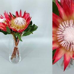 Protea Modiba