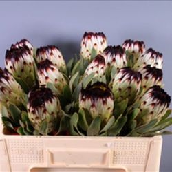 Protea Niobe 5 tallos